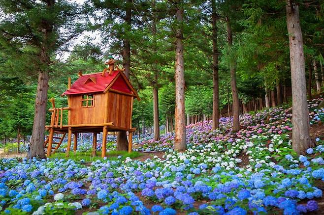 보성 윤제림에 만개한 수국 모습