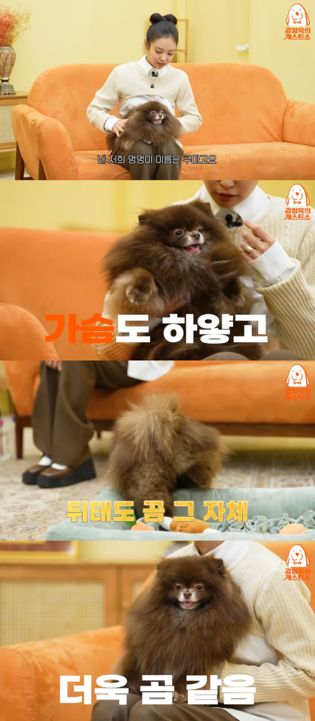 유튜브 채널 '강형욱의 보듬TV'에 출연한 블랙핑크 제니가 자신의 반려견 '쿠마'를 소개하고 있다. 강형욱의 보듬TV 유튜브 캡처