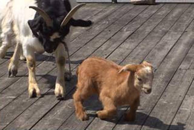 SBS ‘TV동물농장’