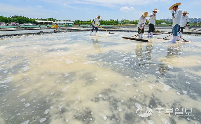 15일 오전 시흥시 갯골생태공원 염전체험장에서 열린 제8회 시흥염전소금제에서 염부들이 채염식을 진행하고 있다. 임채운기자
