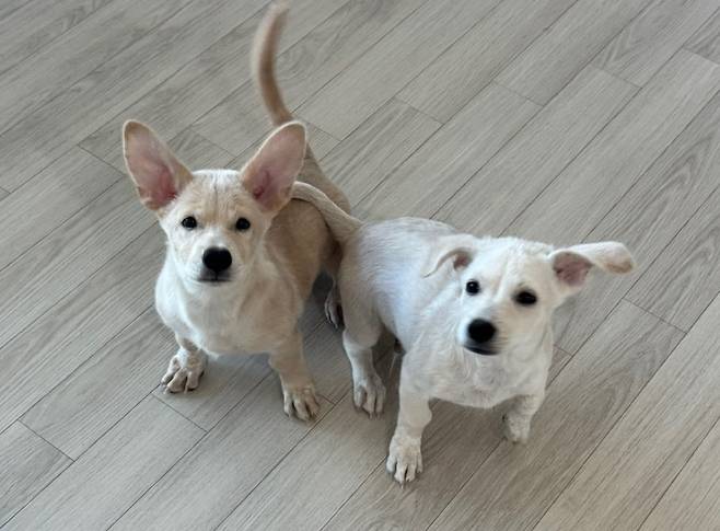 임시 보호를 하기 위해 데려왔을 당시 포키(오른쪽)와 동배 형제 동구의 모습(인스타그램 brownpokyland 제공) ⓒ 뉴스1