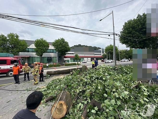 광주 북구 양산동 한 도로에 쓰러진 가로수를 소방당국과 북구청 공무원들이 조치를 취하고 있는 모습.(광주 북구 제공. 재판매 및 DB금지) 2025.6.15/뉴스1