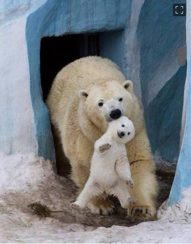 엄마한테 메롱한 아기 북극곰의 최후