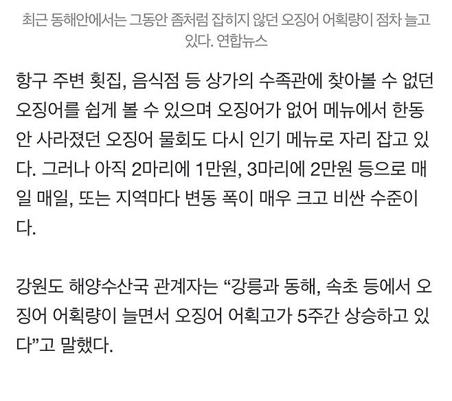 IMG_7072.jpeg “오징어회 실컷 먹어볼까”…사라졌던 동해안 오징어 돌아왔다