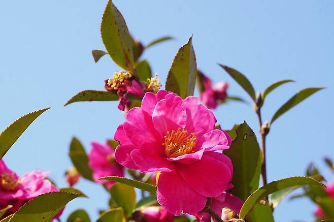 등산길에 본 동백꽃. 장보영 제공