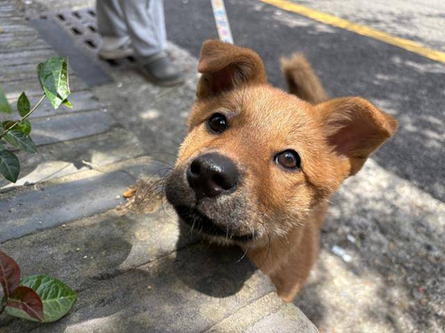 보호소에서 안락사 위기에 놓였다 구조된 뒤 다리 수술을 받고 재활 중인 애순이가 가족을 기다리고 있다. 동물보호단체 라이프 제공