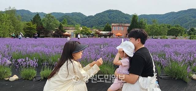 ▲ 한 젊은 부부가 아이에게 라벤더를 보여주며 정겹게 이야기를 나누고 있다.