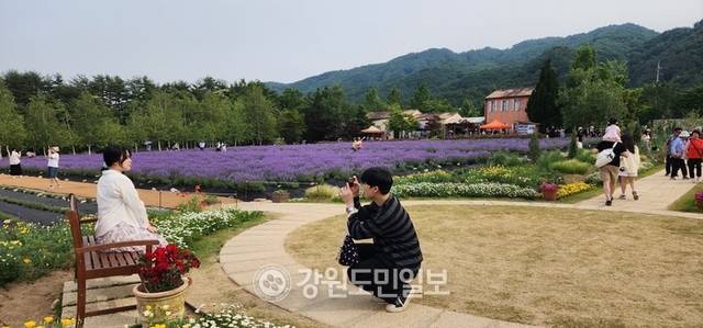 ▲ 연인들이 라벤더를 배경으로 사진을 찍으며 낭만을 만끽하고 있다.