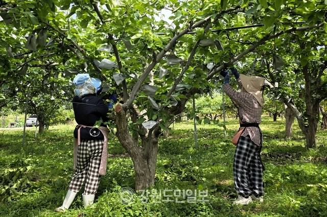 ▲ 15일 춘천의 낮기온이 32도까지 오른 가운데 베트남 출신 노동자들이 동내면 사암리의 한 농장에서 배 열매에 봉지를 씌우는 작업을 하고 있다.