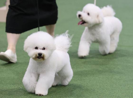 Participating dogs show off their form at the 2025 Seoul FCI International Dog Show held at the aT Center in Seocho District, southern Seoul, on June 15. [YONHAP]