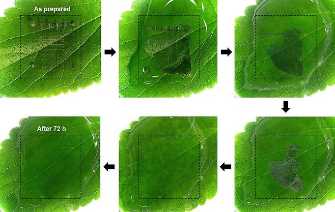 메모리 소자의 생분해 과정. 녹색 잎 위에 위치한 소자가 72시간 내에 물 속에 완전히 녹아 없어지는 단계별로 보여준다.[KIST 제공]