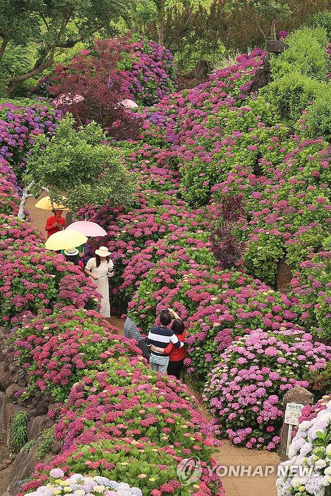 제주, 이른 장마 시작 제주도에 이른 장마가 시작된 12일 오전 제주 서귀포시 안덕면 덕수리 카페 마노르블랑을 찾은 관광객이 우산을 쓰고 수국이 만개한 정원을 산책하고 있다. 2025.6.12 [연합뉴스 자료사진]