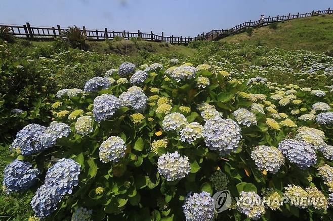 제주 송악산 수국 군락 [연합뉴스 자료사진]