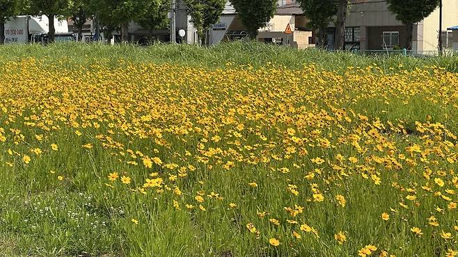 포항운하 산책로 일대에 식재된 큰금계국. /단정민기자