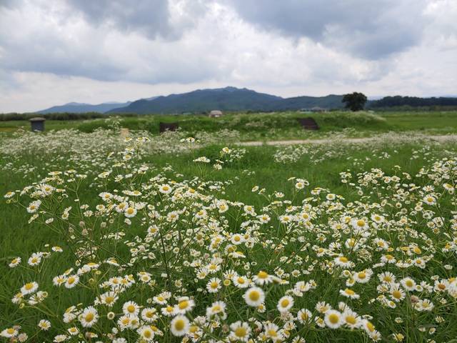 원광법사가 백고강좌를 펼쳤던 신라 황룡사의 금당지.