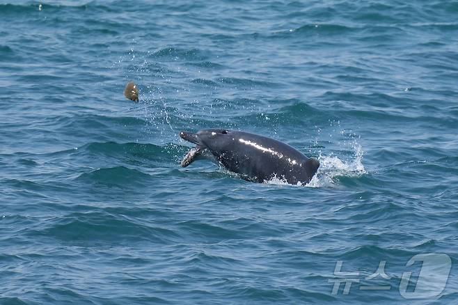 구강암을 앓았던 것으로 추정되는 제주남방큰돌고래 '턱이'의 생전 모습. 이 돌고래는 지난 2일 제주 서귀포시 앞바다에서 죽은채 발견됐다.(제주대학교 고래·해양생물보전연구센터 김병엽 교수·다큐제주 오승목 감독 제공. 재판매 및 DB 금지) 2025.6.5/뉴스1 ⓒ News1 홍수영 기자