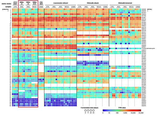 발효기간에 따른 유전자 발현 수준 비교.