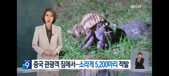 IMG_8957.jpeg "가방에서 \'바스락\'"… 일본서 소라게 5,200마리 밀반출 중국인 검거