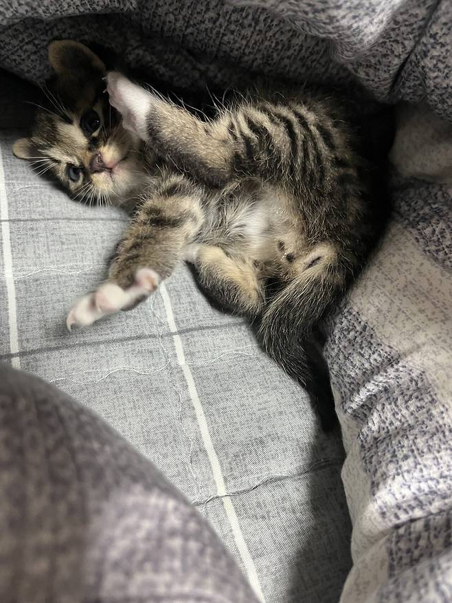 IMG_0005.jpeg 포텐에 고양이집 보고 올리는 고양이 침대