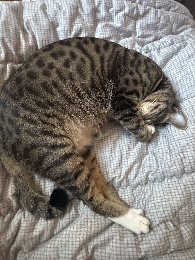 IMG_1697.jpeg 포텐에 고양이집 보고 올리는 고양이 침대