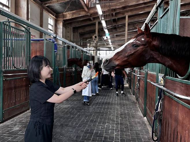 '청년잡(JOB) 성장프로젝트' 참여자가 렛츠런파크 부산경남에서 말먹이를 주고 있다. 한국마사회 제공