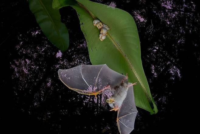 ‘날개 달린 생명’ 부문 수상작 ‘둥지를 떠나며’. 드비르 바르카이/빅픽처 제공