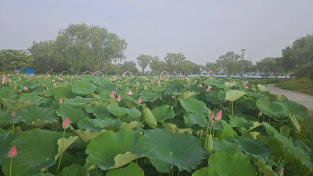 충남 부여 궁남지 연꽃단지. 이 정원은 백제 무왕 때 조성된 국내 최초의 인공정원으로 알려져 있다. 부여=윤형권 기자