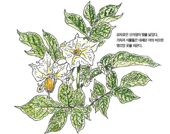 우리 주변 식물들의 비밀 이야기 63 감자