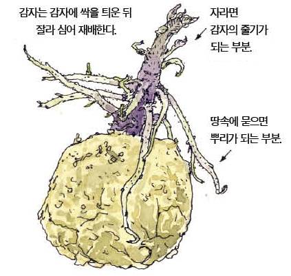 우리 주변 식물들의 비밀 이야기 63 감자