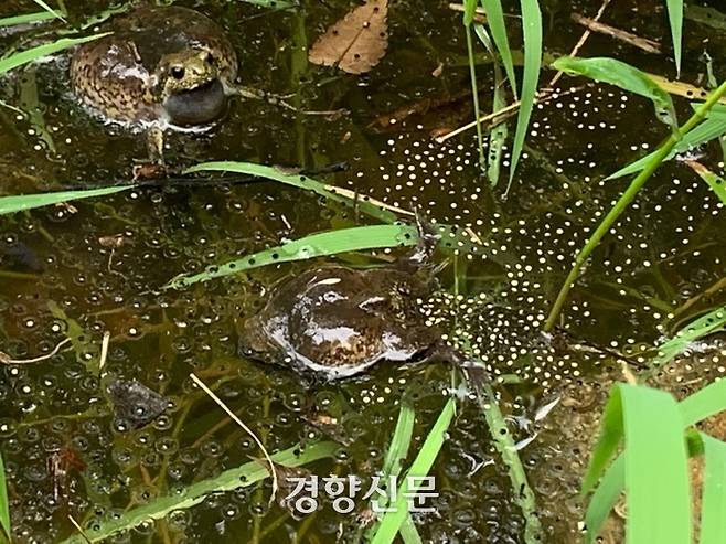 산란중인 맹꽁이 모습. 전북환경운동연합 제공