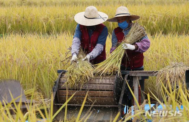 [인천=뉴시스] 이종철 기자 = 2020년 10월 22일 오전 인천시 남동구 인천대공원 습지원 반디논에서 공원사업소 직원들이 탈곡을 하고 있는 모습. 2020.10.22. jc4321@newsis.com