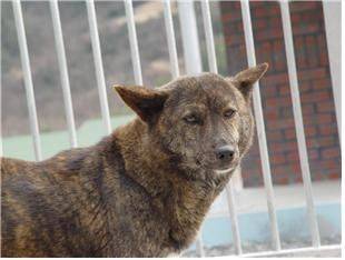 [세종=뉴시스] 진돗개 호반. (사진=농촌진흥청 제공) *재판매 및 DB 금지