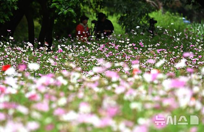 [수원=뉴시스] 김종택 기자 = 장맛비가 잠시 소강상태를 보인 16일 경기 수원시 권선구 탑동 시민농장을 찾은 시민들이 코스모스를 배경으로 사진촬영을 하고 있다. 2025.06.16. jtk@newsis.com
