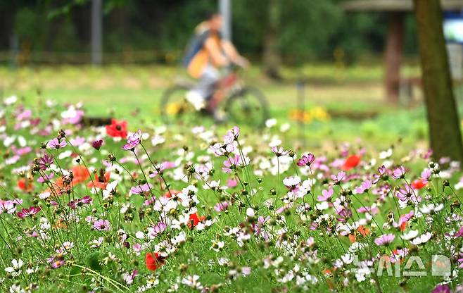 [수원=뉴시스] 김종택 기자 = 장맛비가 잠시 소강상태를 보인 16일 경기 수원시 권선구 탑동 시민농장을 찾은 한 시민이 코스모스를 바라보며 산책하고 있다. 2025.06.16. jtk@newsis.com