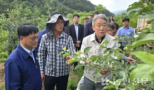 강호동 농협중앙회장(오른쪽부터), 사과농가 김용태씨, 지용식 김천 대산농협 조합장이 16일 우박피해 과원을 살펴보고 있다.