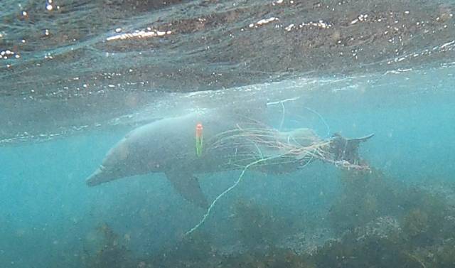 ▲폐어구에 걸린 남방큰돌고래 '종달이'ⓒ핫핑크돌핀스