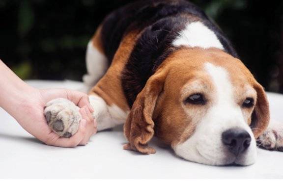 반려동물에게 자주 발생하는 암 종류에는 림프종, 유선종양, 비만세포종 등이 있다.&nbsp;GETTYIMAGES