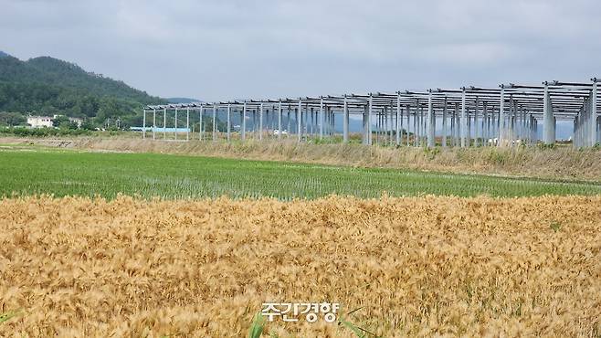 지난 6월 10일 전남 영광 염산면 월평마을의 간척지 논에 1㎿ 규모의 영농형 태양광이 설치돼 있다. 시설 아래에서는 벼농사를, 위에서는 햇빛농사를 한다. 마을 주민 모두가 참여한 월평햇빛발전협동조합이 투자한 시설이다. 이재덕 기자