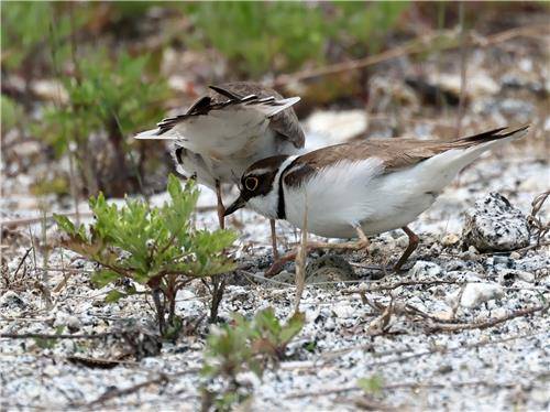 포란을 위해 교대하는 꼬마물떼새 부부 [촬영 유형재]