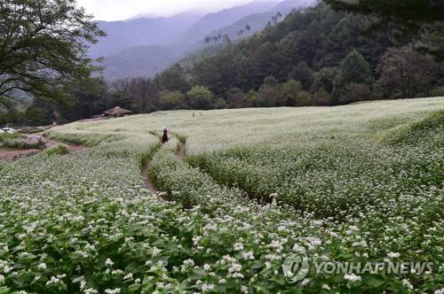 추정리 메밀밭 [추정리 경관밀원추진위 제공. 재판매 및 DB 금지]