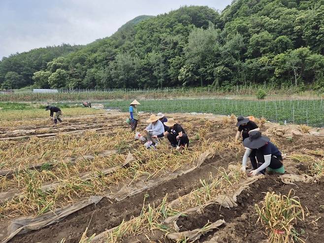 마늘 수확하는 농민들 [단양군 제공. 재판매 및 DB 금지]