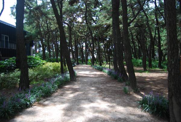 송도 솔밭 도시숲