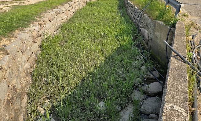전남 진도군에 서식하는 생태계 교란종 갯줄풀. 영산강유역환경청 제공