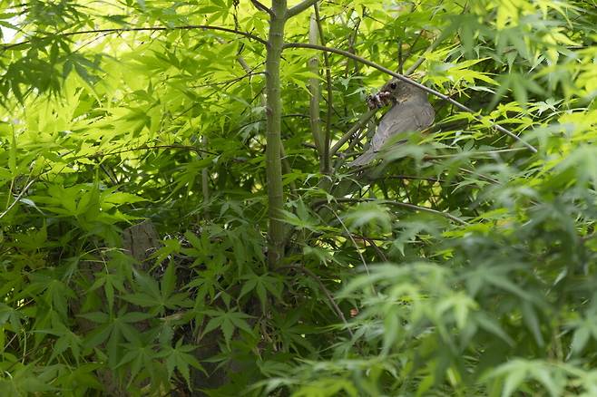 암컷 되지빠귀가 먹이를 물고 왔다. 얼핏 보면 둥지가 잘 보이지 않는다.
