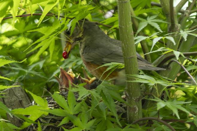 되지빠귀 암컷이 벚나무 열매를 물고 왔다. 새끼들은 목을 제대로 가누지 못하고 실눈을 뜬 채 먹이를 보챈다.
