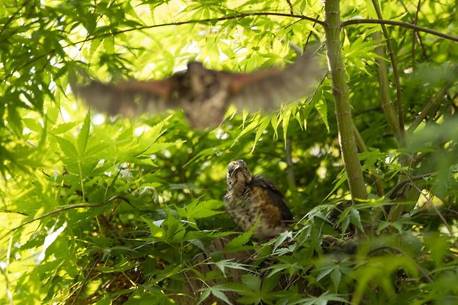 태어나 처음으로 날아오르는 되지빠귀 새끼.