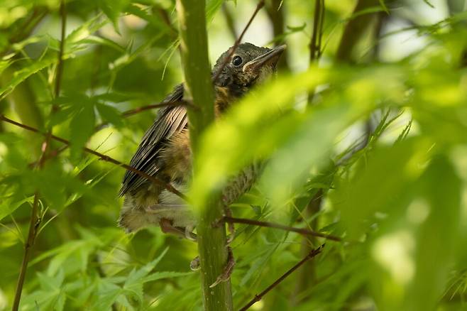 다섯 번째는 둥지 옆 단풍나무에 앉았다. 새끼 되지빠귀는 스스로 먹이를 찾고 제대로 날 때까지 아직 어미의 보살핌이 필요하다.