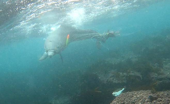 온몸에 낚시줄과 낚시바늘이 얽힌 채 고통받아온 제주 남방큰돌고래 종달. 더이상 제주 연안에서 발견되지 않는 것으로 보아 죽은 것으로 추정된다. (핫핑크돌고래 제공)