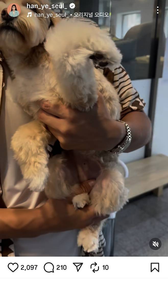 배우 한예슬이 반려견이 부상을 입었다고 밝혔다. /사진=한예슬 SNS