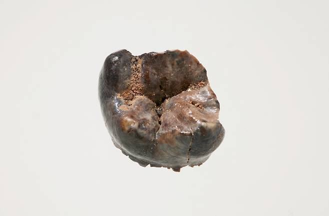 공주 왕릉원 2호분에서 출토된 어금니. [국립부여문화유산연구소]